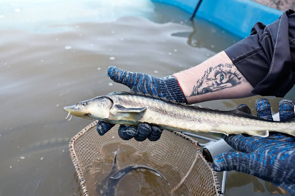 Астраханцы могут проголосовать за достижение региона в масштабном проекте 