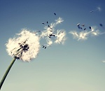 Завтра в Астрахани ветер немного поутихнет, но пойдет дождь