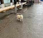 Внезапное январское потепление в Астрахани заканчивается