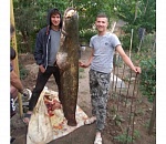 Под Астраханью поймали сома-гиганта