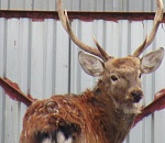 Спасенного от волков в Астраханской области оленя назвали Стёпа