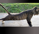 Александр Жилкин тут упал, там отжался