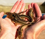 Под Астраханью выпустили в реку более 500 тысяч мальков русского осетра