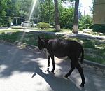 По Астрахани гуляет одинокий ослик