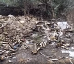 В Астрахани обнаружены массовые захоронения крупного рогатого скота