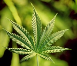 В Астрахани будут судить незадачливых велосипедистов-наркоманов