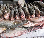 Под Астраханью полиция остановила автомобиль со 150 килограммами рыбы сомнительного происхождения