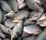 Астраханец превысил лимиты на вылов рыбы