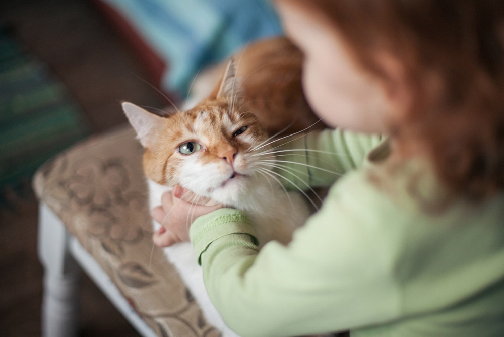 Госдума приняла закон Олега Шеина о живодёрах