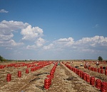 Астраханские фермеры готовы к продовольственному импортозамещению