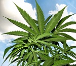 В Астраханской области коноплю мешками возят