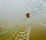 Записки астраханского натуралиста. Август - уже не лето