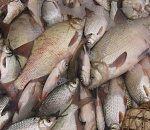 Накажут? В Астраханской области переловили воблу