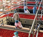 Мощности астраханских перерабатывающих предприятий выросли до 550 тыс. тонн, хранилищ  - до  233 тыс. тонн