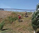 В Астрахани ликвидируют сорняки, вызывающие аллергию