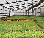 В Астрахани в этом году высадят 70 видов цветов