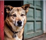 За спрятанную в гараже собачку астраханцев накажут