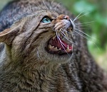 В Астрахани выявлены очаги бешенства