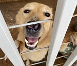 На 70-летнего астраханского собаковода напала свора собак