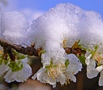 Синоптики обещают астраханцам в пятницу снег с дождем