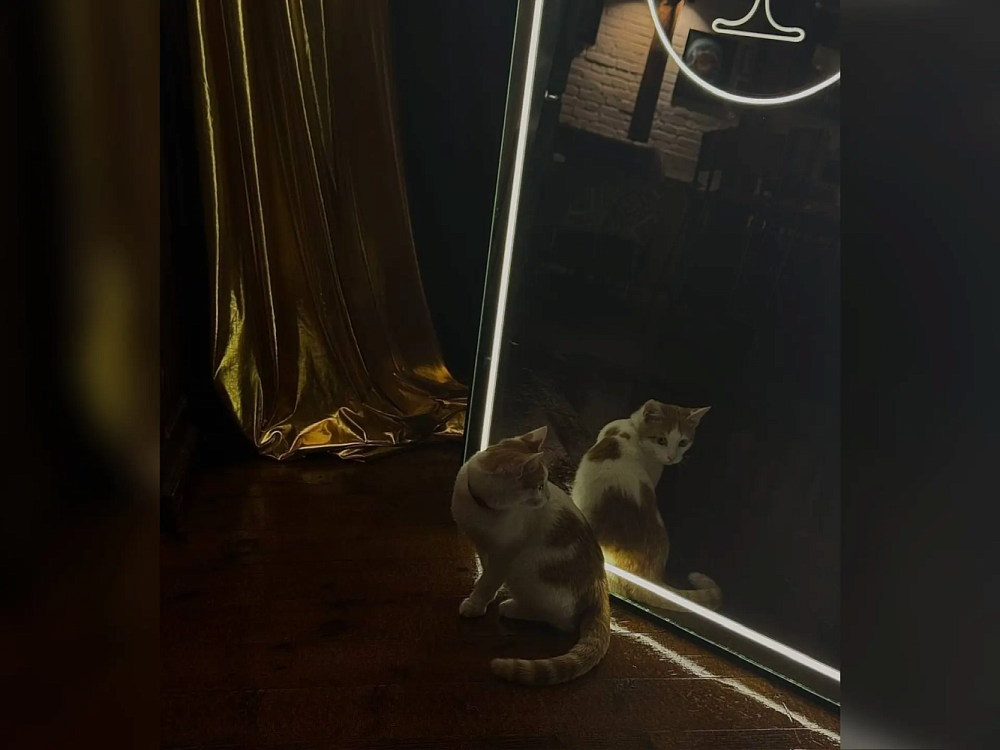 В Астрахани пропал единственный кот-бармен 