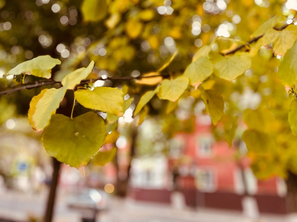 Завтра в Астраханской области будет тепло, но серо