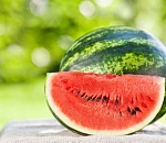 В Астрахани выберут самый большой и самый сладкий арбузы