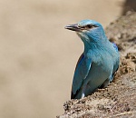 Записки астраханского натуралиста. «Новобранцы» Красной Книги