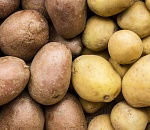 В астраханской картошке нашли повышенное содержание нитратов