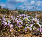 Записки астраханского натуралиста. Первая волна цветения