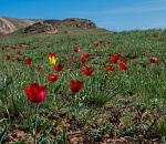 Записки астраханского натуралиста. Аленький цветочек степи