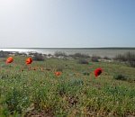 Записки астраханского натуралиста. В ильмень Горчичный вернулась вода