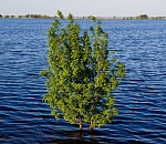 Половодье в Астраханской области оказалось экстремально маловодным