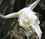 Астраханский скотомогильник находится в аварийном состоянии