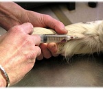 Собаку, загрызшую 4-летнюю девочку в Астрахани, усыпили