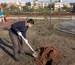 В Астрахани в сквере Судоверфи имени Кирова высадили деревья