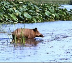 В Астраханской области запретили охоту на кабана