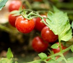 Астраханский фермер обрабатывал томаты запрещенным для них пестицидом