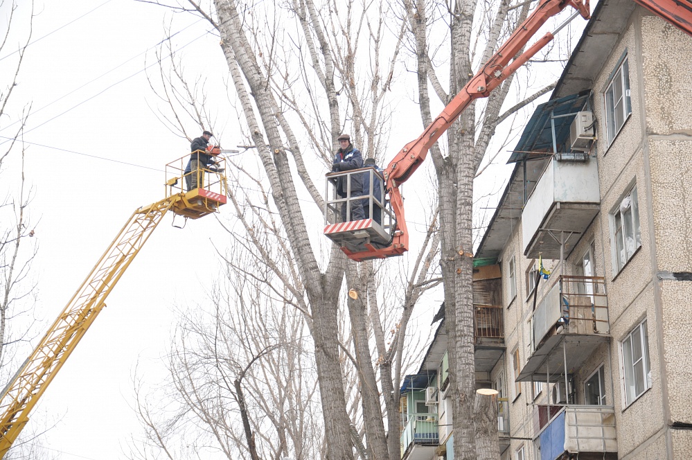Астраханская мэрия продолжает пилить деревья