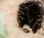 Записки астраханского натуралиста. Ящурка – разноцветная и быстрая