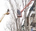 Астраханская мэрия продолжает пилить деревья