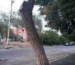 В Астрахани дерево закатали в асфальт