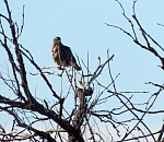 В Астраханской области замечен змееяд