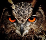 Успеть за 60 секунд. Зачем шеф-повар Дэн кормит кур перцем чили