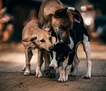 На Казачьем, где животные обглодали труп пенсионера, отловили трех собак