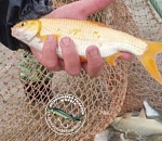 В Астраханской области поймали золотую воблу