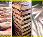 В Астрахани полиции обнаружила почти 9 тонн немаркированной рыбы