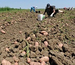 Астраханская область – в лидера страны по производству картофеля фермерскими хозяйствами