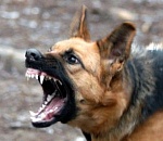 В Астрахани бешеная собака покусала ребенка, а котенок - бабушку