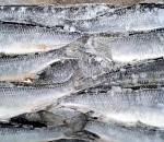 Астраханские погранцы более 15 тонн рыбы оставили за шлагбаумом 